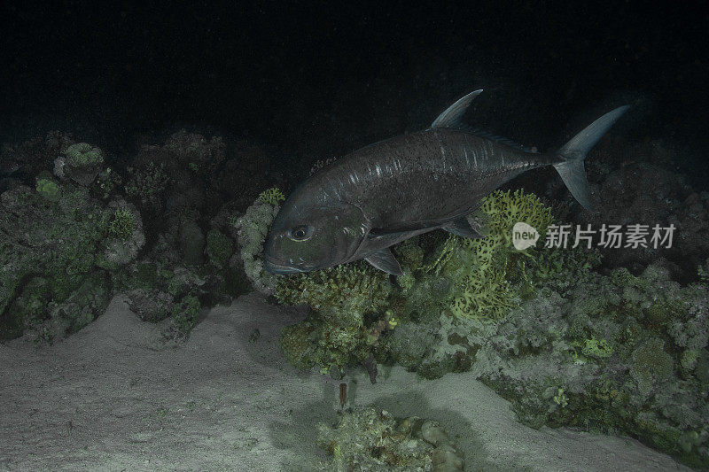 蓝鳍金枪鱼(Caranx melampygus)，蓝鳍金枪鱼